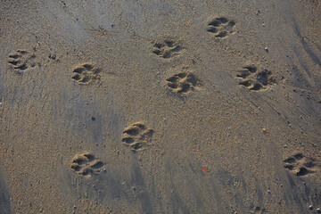 footprints in the sand dog abstract background texture beach