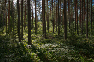 Fototapeta na wymiar landscape view of a wild forest during daytime