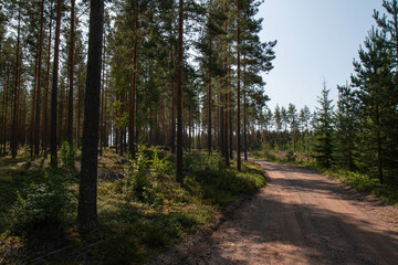 empty gravel road in the woods 