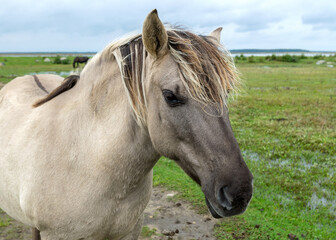 portrait of a wild horse, the inhabitants of engure nature park are wild animals that are used to visitors and allow them to approach