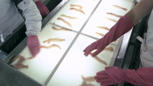 Production of fish fillets from pollock. Close-up. Fish factory workers sorting pollock fillets on an illuminated conveyor belt.