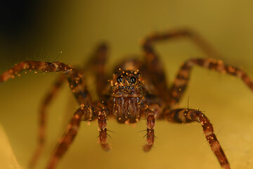 spider jumper macro, arachnophobia, beautiful jumping spider, poisonous spider