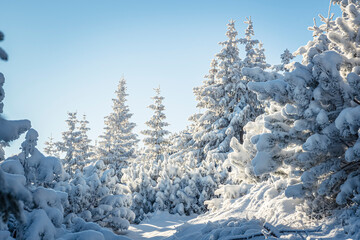Festive Christmas mood in the mountains. Beautiful cold day in Western Tatras. Winter wonderland in Poland. Selective focus on the woods, blurred background.