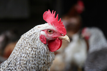 Rooster in the chicken coop. Portrait of white gray cockerel on hens background