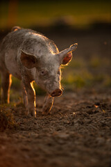 Pigs eating on a meadow in an organic meat farm - telephoto lens shot with good compression, tack sharp