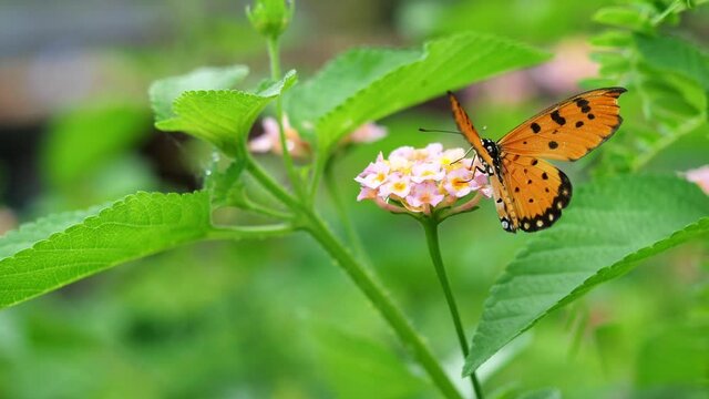 The Tawny Coster butterfly sucking nectar on West Indian Lantana blossom with natural green background, Orange wing with black stripes assembled with black and white spots of insect, Thailand