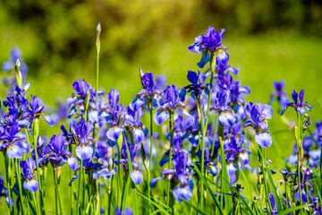 Blue irises bloom in the botanical garden