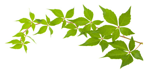 Fototapeta premium Green leaves of grapes isolated on white background.
