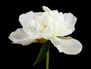 Fototapeta na wymiar White peony flower isolated on black background.