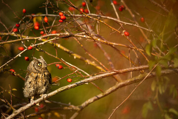 Eurasian scops owl (Otus scops) - Small scops owl on a branch in autumnal forest