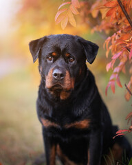 Rottweiler dog portrait