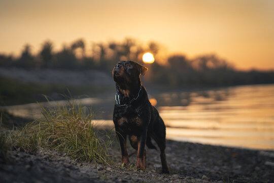 Rottweiler dog on the lake