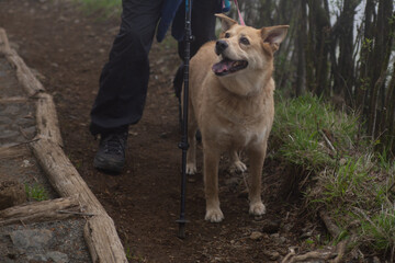 Dog on top of mountain in Japan