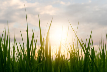 green rice plant fields at the sunset.