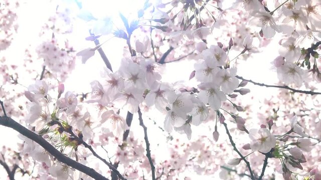 満開の桜とフレア   ソメイヨシノのクローズアップ 4K