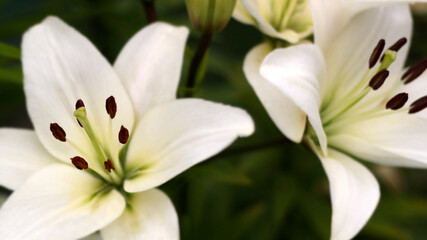 Lily flowers in garden, white lily flowers close - up view