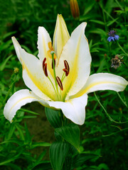 Fototapeta premium Lily flowers in garden, white lily flowers close - up view