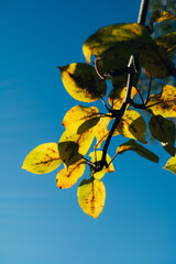 Obraz premium Autumn yellow foliage on the tree, leaves fall season