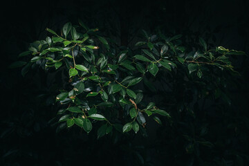 Close up green plant leaves dark forest background 