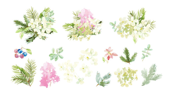 A set of winter New Year illustrations. Hydrangea flowers, spruce twigs, blueberries, painted in watercolor.