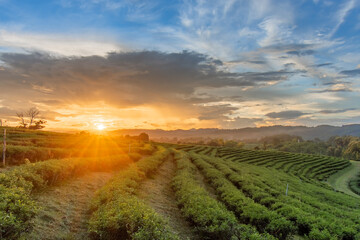 Obraz premium Beautiful sunsets at Chui Fong Tea Plantation Chiang Rai Thailand.