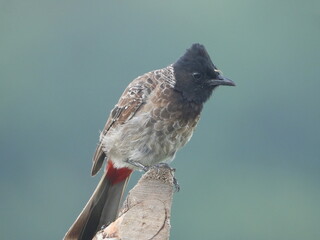 Red vented bulbul with a kill