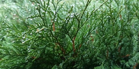 green grass background