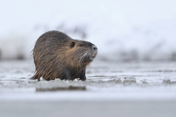 Coypu (Myocastor coypus) in the nature habitat. Nutria sitting on a frozen river