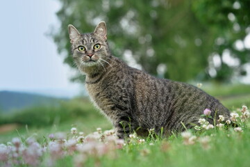 Naklejka premium Beautiful tabby cat sitting on the flowering meadof. Portrait of a beautiful tabby cat