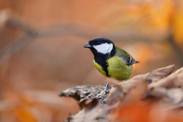 Obraz premium Portrait of a great tit with autumn background. Song bird in the nature habitat. Parus major. 