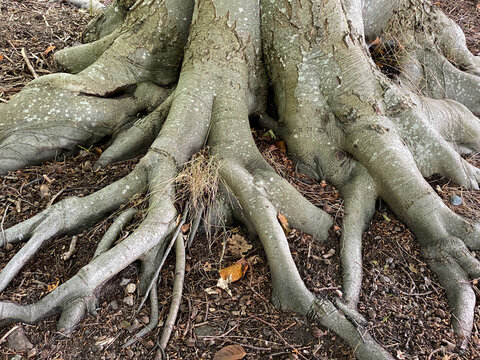 Closeup of beech tree roots on ground surface on forest floor late summer.