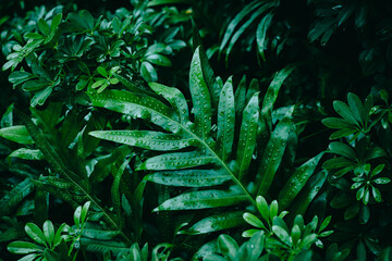 Fern leaves tropical