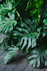 Fototapeta premium Giant Monstera leaves