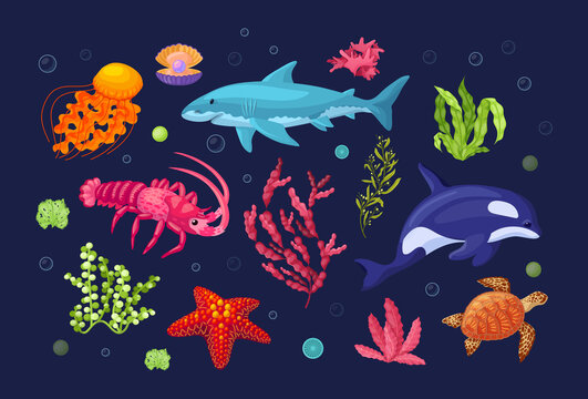 Sea and ocean underwater animals with marine flora. Killer whale, sea turtle, lobster, octopus, starfish, jellyfish, dolphin. Sea plant coral reef, underwater seaweed, algae, laminaria