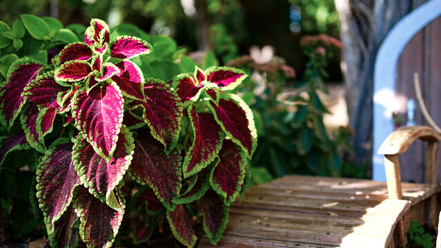 Coleus Blume" Images  Browse 409 Stock Photos, Vectors, and Video | Adobe  Stock