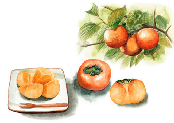アナログ水彩切った柿の実と柿の木の枝