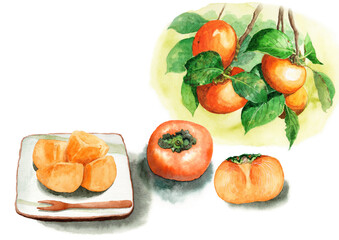 アナログ水彩切った柿の実と柿の木の枝