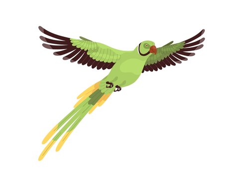 Ring-necked parrot flying. Tropical Indian ringneck with long tail and spread wings. Exotic feathered parakeet. Jungle bird. Realistic flat cartoon vector illustration isolated on white background