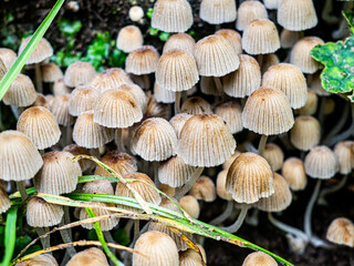 mushrooms in the forest