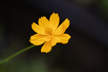 Close up Blooming Yellow Cosmos Flower