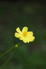 Close up Blooming Yellow Cosmos Flower