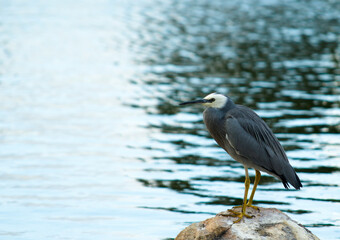  White Headed Heron