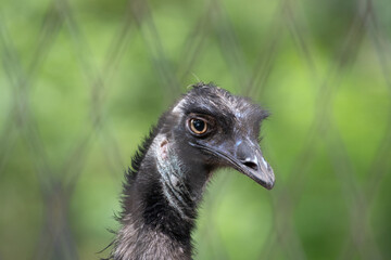 Close up Emu's Face