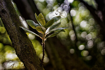 I took a walk in the forest and came out higher than the trees.
