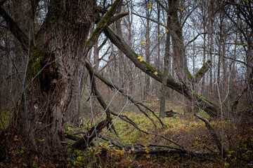 Gloomy forest landscape. Late autumn, fallen leaves.