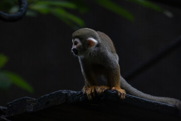 Close up Common Squirrel Monkey