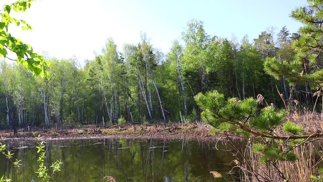 Spring landscape - forest lake, mating song of marsh frogs - moor frog (Rana arvalis).