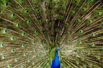 Naklejka premium peacock with feathers