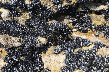 Mussels in the wild and attached to the rocks in Galicia