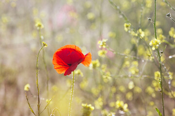 Fototapeta premium Single red Corn Poppy growing in a field of barley with selective focus and copy space - papaver rhoeas.
